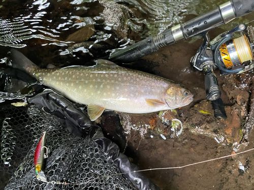 イワナの釣果