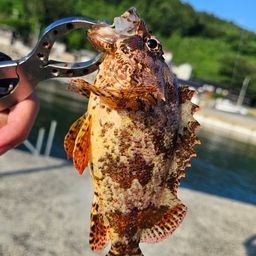 カサゴ