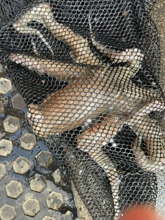 タコの釣果
