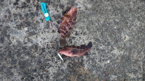 キジハタの釣果