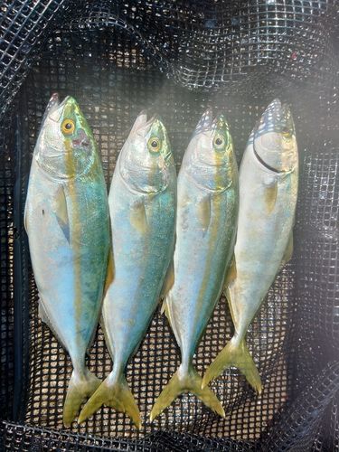 ワカシの釣果