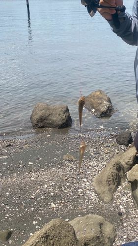 ハゼの釣果