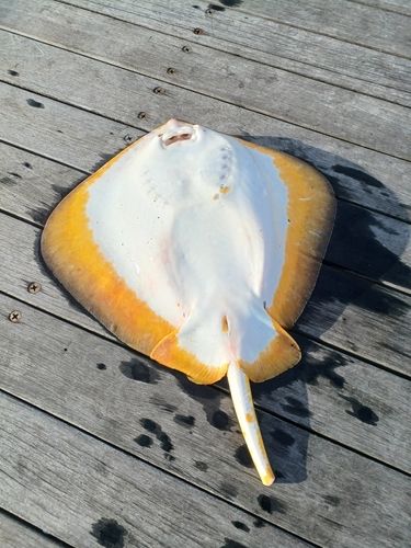 アカエイの釣果