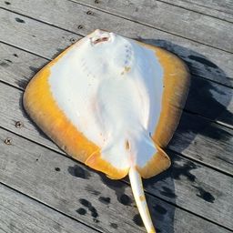 アカエイ