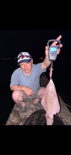 モンゴウイカの釣果