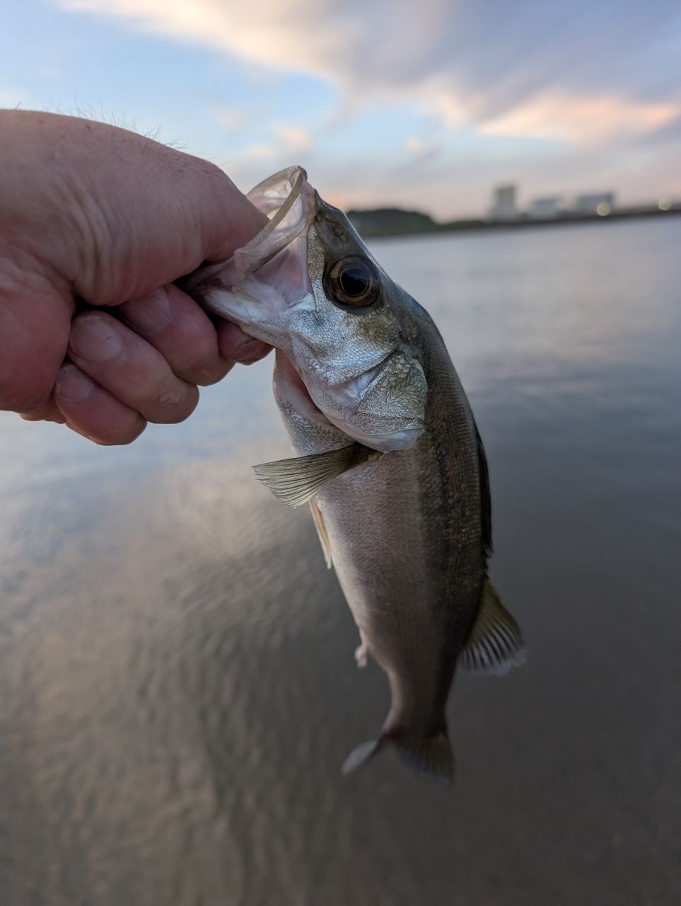 セイゴ（マルスズキ）