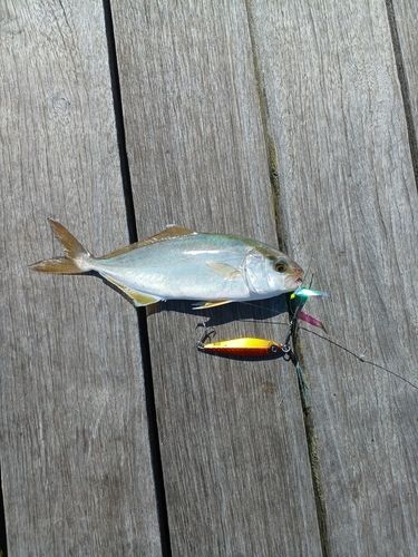 ショゴの釣果