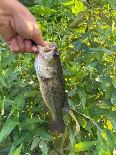 ラージマウスバスの釣果
