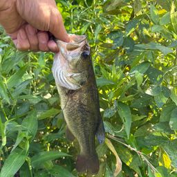 ラージマウスバス