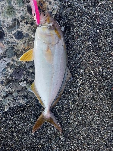 ショゴの釣果