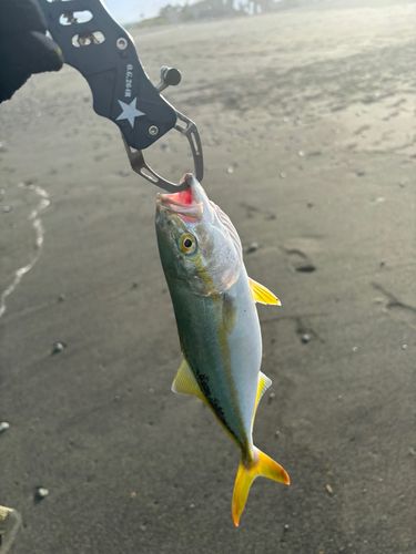 ワカシの釣果