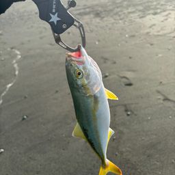 ワカシ
