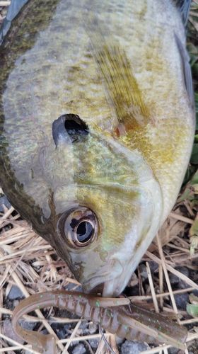 ブルーギルの釣果
