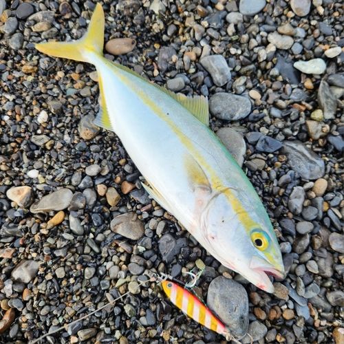ワカシの釣果