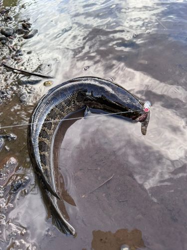 ライギョの釣果