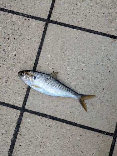 コノシロの釣果