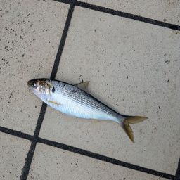 コノシロ