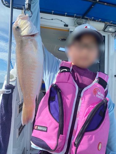 シロアマダイの釣果