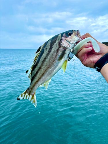 コトヒキの釣果