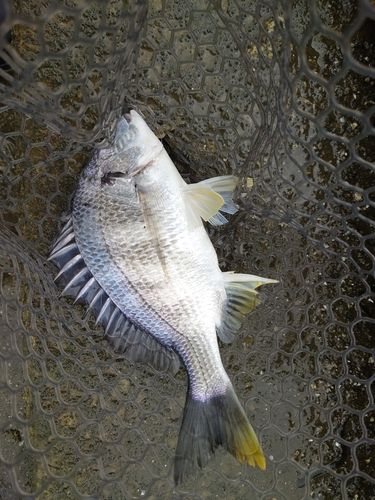 キビレの釣果