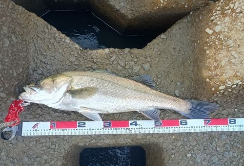 スズキの釣果