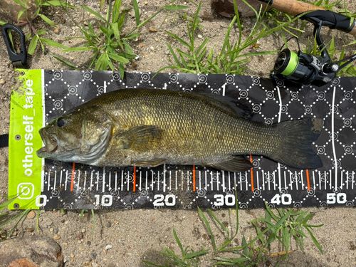 スモールマウスバスの釣果