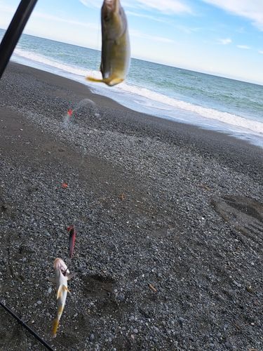 ショゴの釣果