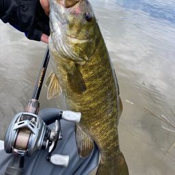 スモールマウスバス