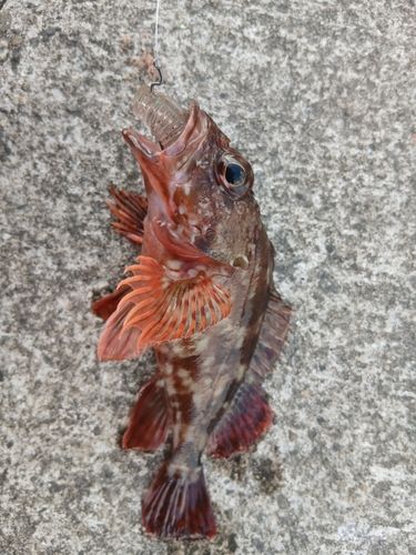 キジハタの釣果