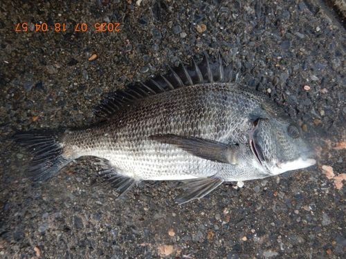 クロダイの釣果