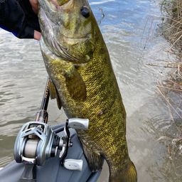 スモールマウスバス