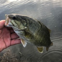 スモールマウスバス