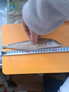 キスの釣果