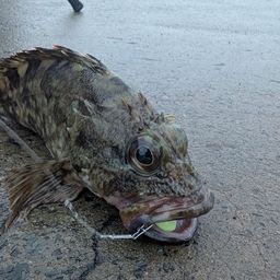 カサゴ