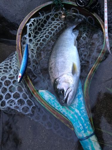 アマゴの釣果