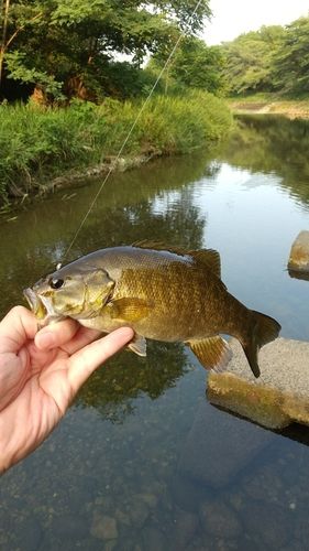 スモールマウスバスの釣果