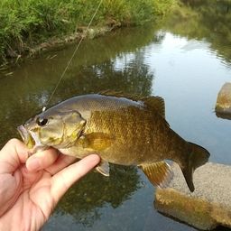 スモールマウスバス
