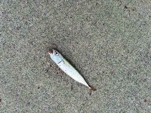 サバの釣果
