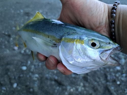ワカシの釣果