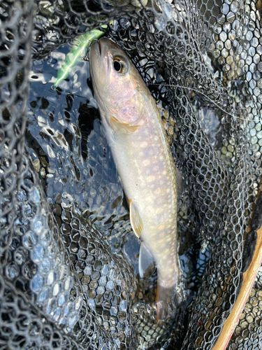 ニッコウイワナの釣果