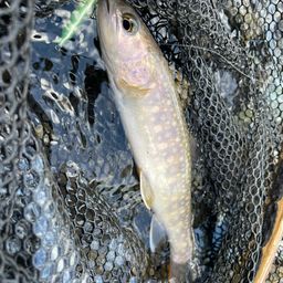 ニッコウイワナ