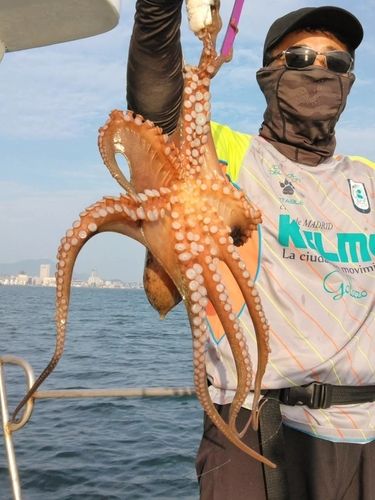 マダコの釣果