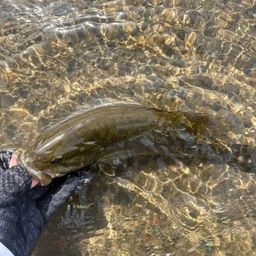 スモールマウスバス