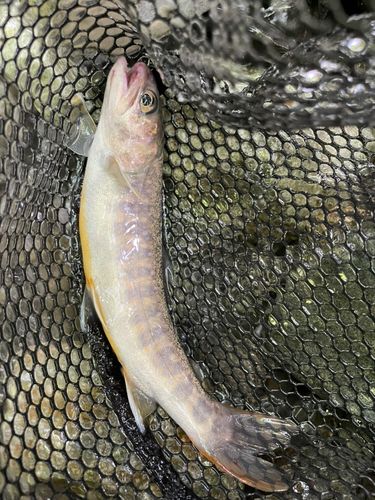 ニッコウイワナの釣果