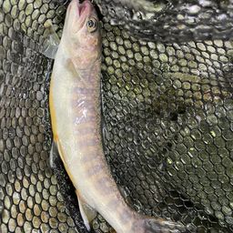 ニッコウイワナ