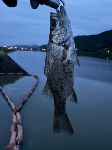 ヒラスズキの釣果