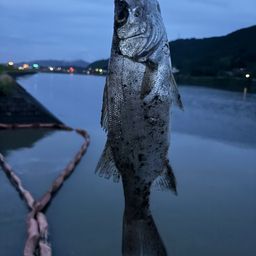 ヒラスズキ