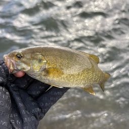 スモールマウスバス