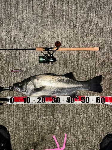 ヒラスズキの釣果