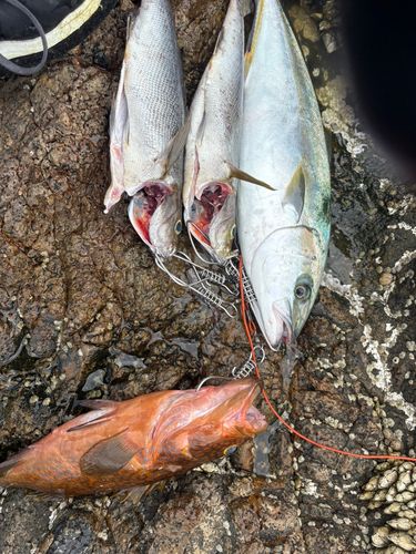 ヒラマサの釣果